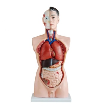 DARHMMY 85CM Male Anatomy Torso Model with 19 Removable Parts