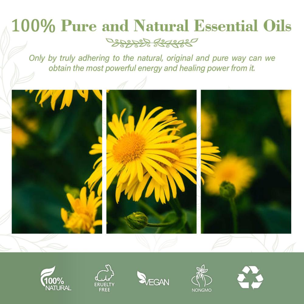 Wholesale Price Arnica Oil Organic Pure Natural Arnica Essential Oil