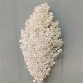 About 50cm Natural Dried Flowers Bouquet Sorghum Ear Home Living Room Wedding Party Decoration Preserved Spike Shooting Props
