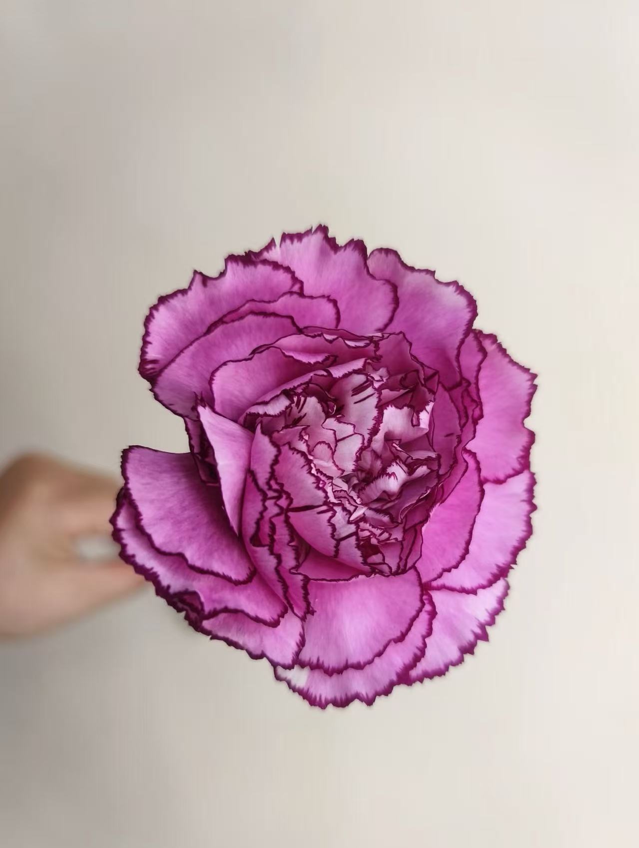 Single-headed carnation Purple Zixia