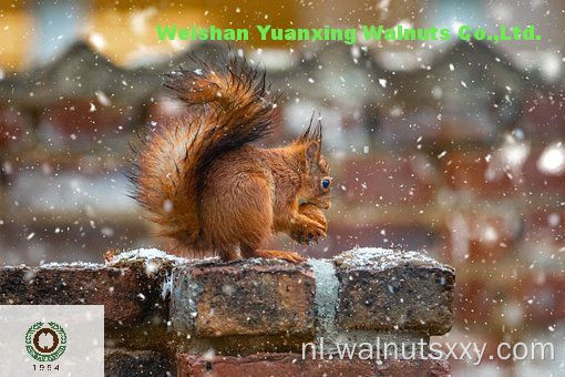 Chinese Nutritive Walnut Kernels Light Quarters (LQ)