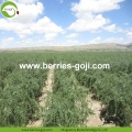 Factory Supply Fruits Box Package Wholesale Goji Berry