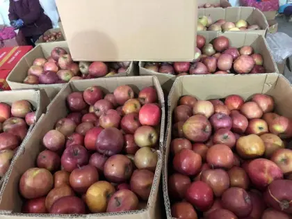 Mountain Plastic Bagged FUJI