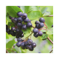 In polvere di estratto di chokeberry nero naturale con yanidine antocali