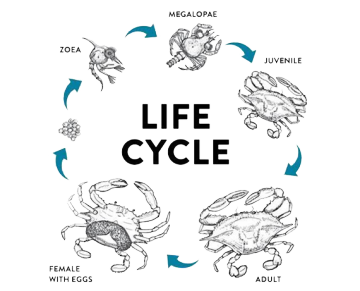 Высокоэффективная система RAS для вертикального сельского хозяйства Crab Sttening Cages