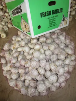 Hybrid Normal White Garlic