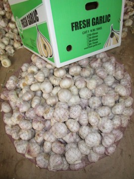 Hybrid Normal White Garlic