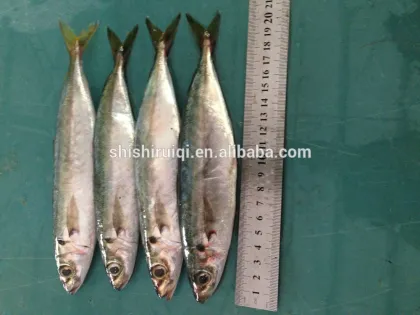 Fish mackerel 200-300g Fresh Pacific Mackerel