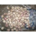 Fresh Normal Garlic For Sale