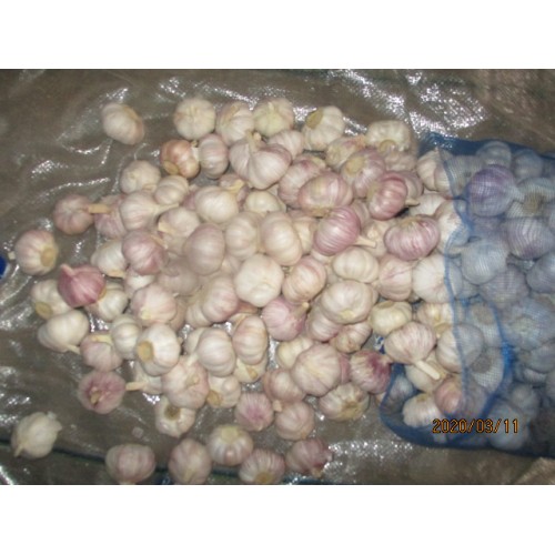 Fresh Normal Garlic For Sale