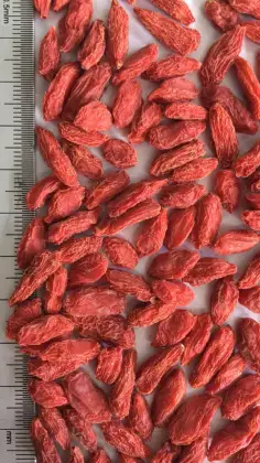 sun dried goji berries,Kosher goji,organic goji fruit