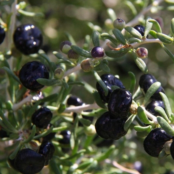 Wolfberry secado negro medio