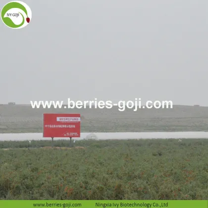 Factory Supply Variety Pack Fruit Products Goji Berry