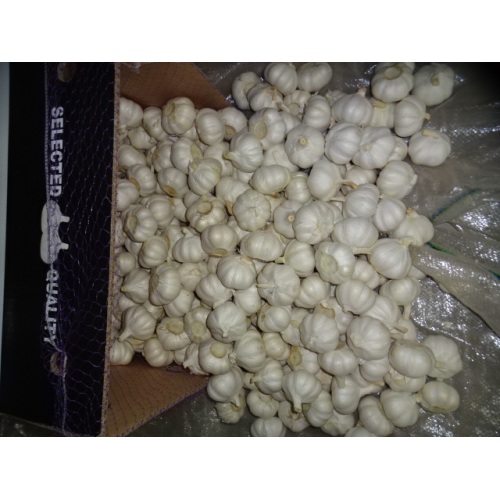 Buy Pure White Garlic 2020