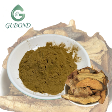 مستخلص Knotweed للمكملات الغذائية