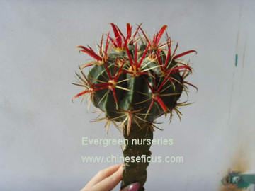 Ferocactus Latispinus