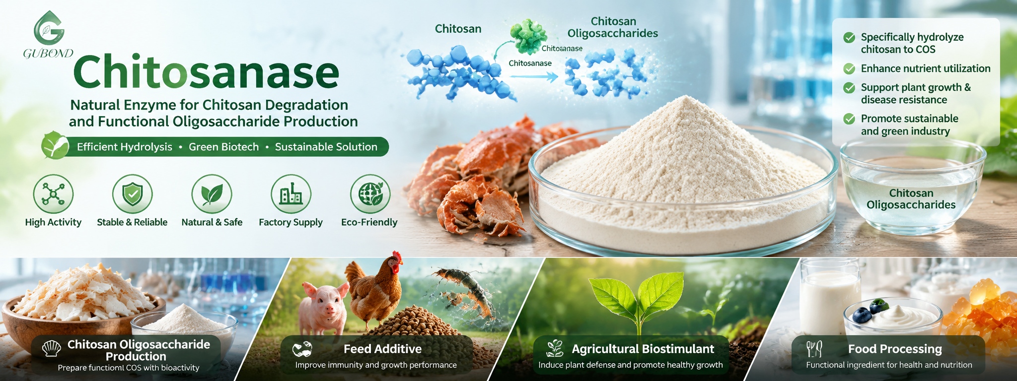 Chitosanase (6)