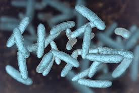 Lactobacillus Crispatus3