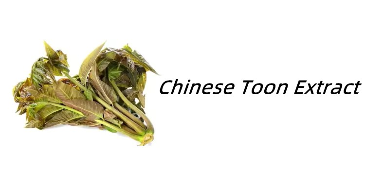 Chinese Toon Extract Toona Sinensis Leaf Extract