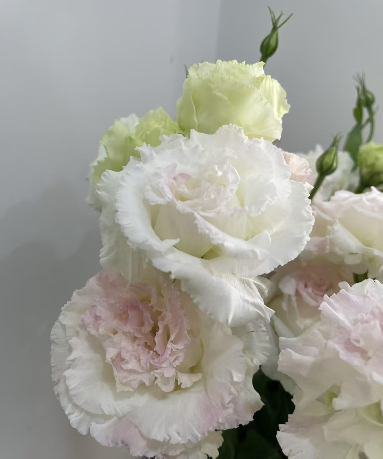 Ice Cream pink Lisianthus