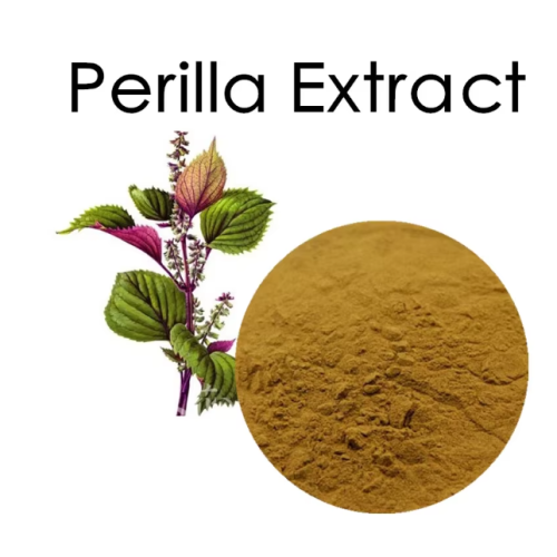 Free Sample Perilla Frutescens Extract Powder
