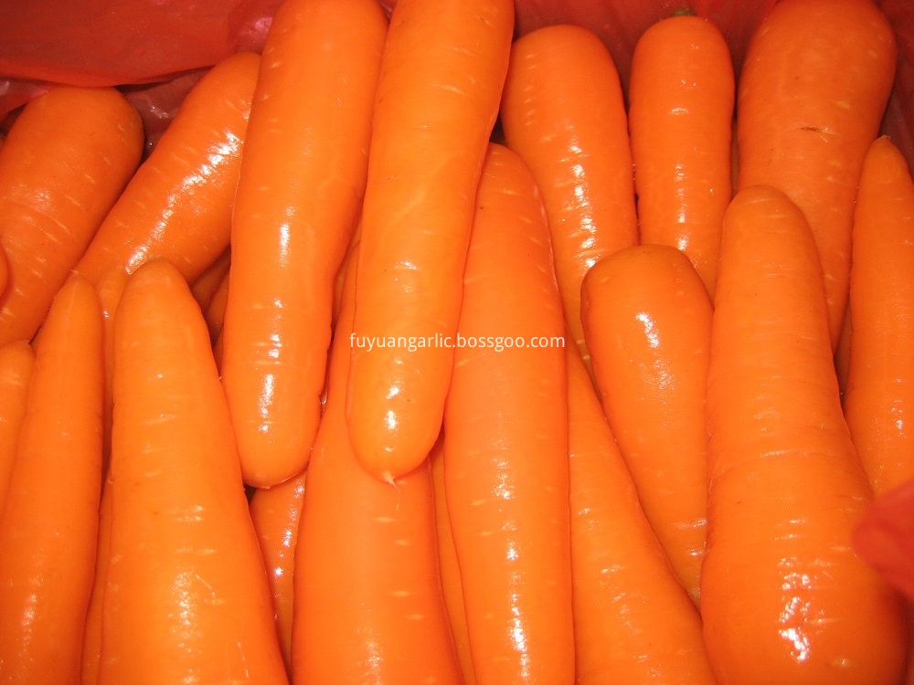 fresh carrot