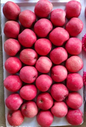 First Class Grade A quality apple