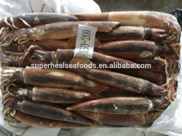 New Chocolate Illex Squid