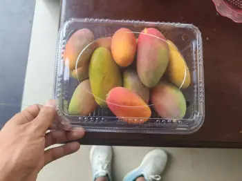 Fresh Mangoes