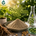 ريزوبيوم النيابة. مسحوق البكتيريا المعزز لنمو النبات