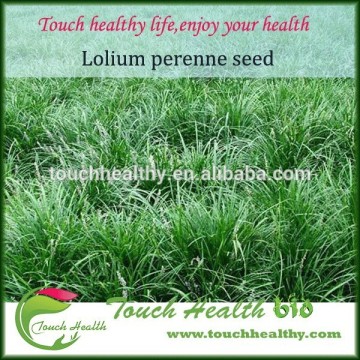 2016 Touchhealthy supply perennial ryegrass seeds forage seeds grass seeds as rye grass family are annuals