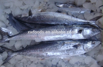 frozen spainish mackerel
