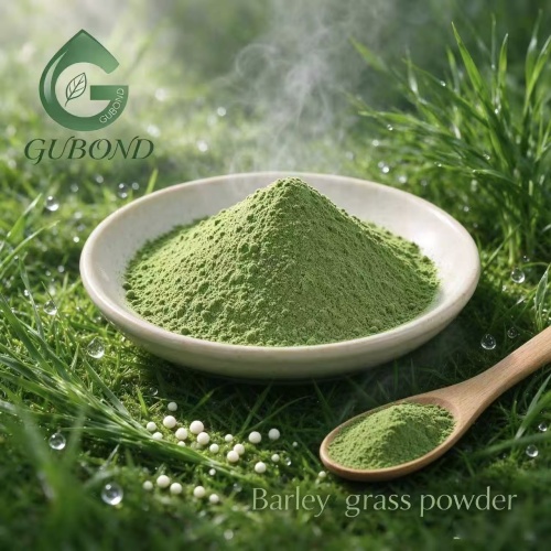 Polvo de hierba de cebada para productos nutricionales de origen vegetal