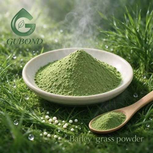 Barley Grass Powder for Plant-Based Nutrition Products China ...