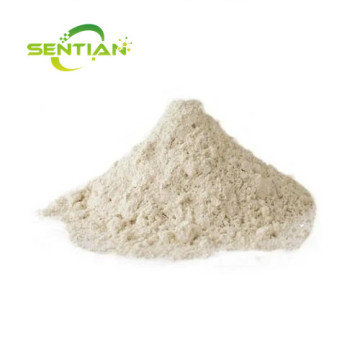Probiotics Supplement Freeze Dried Lactobacillus Casei