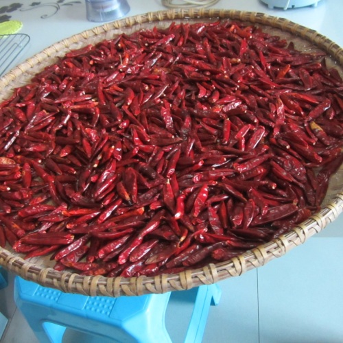 Qualidade Padrão de Exportação de Chili Chaotian