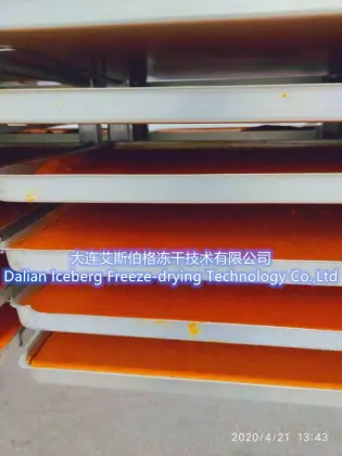 Seabuckthorn Powder Freeze Dryer