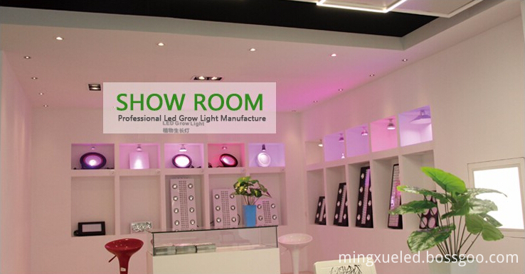 Show Room P