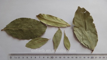 Laurel Leaf