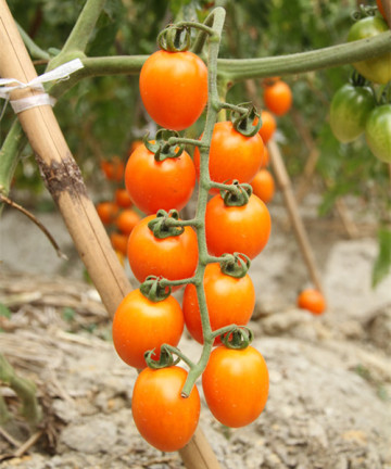 F1 hybrid best cherry yellow tomato seeds