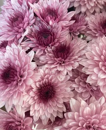 Pink Tedan spray chrysanthemum