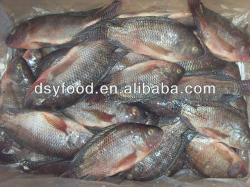 Black and Red Whole Tilapia