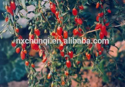 Organic goji berry whole