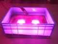 LED Grow Light 100W COB-modell för växter