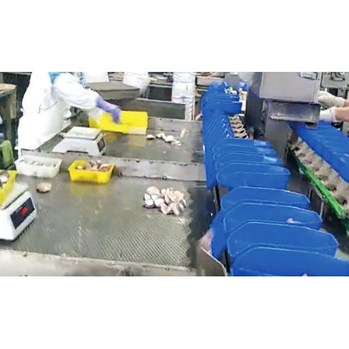 Automatic Weight Sorting Machine