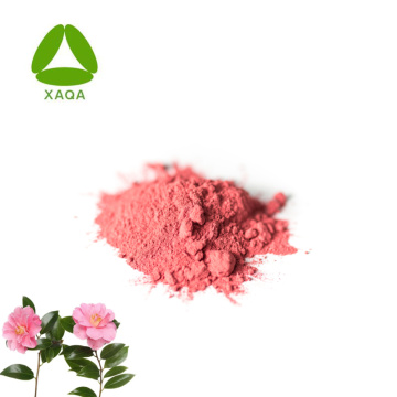 ISO9001 Food Grade 10:1 Camellia Flower Extract Powder