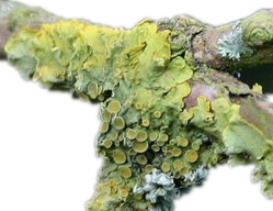 Xanthoria-klein.png