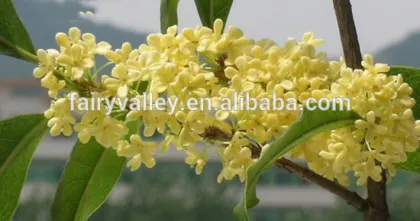 Sweet osmanthus Sweet olive Tea olive Fragrant olive seeds for growing beautiful flower trees