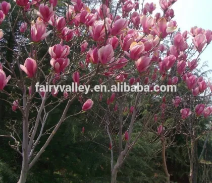 High Quality Purple Magnolia Seeds Mulan Tree Seeds For Sowing