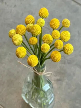 Wholesale Fresh Golden Billy Buttons Cut Flowers